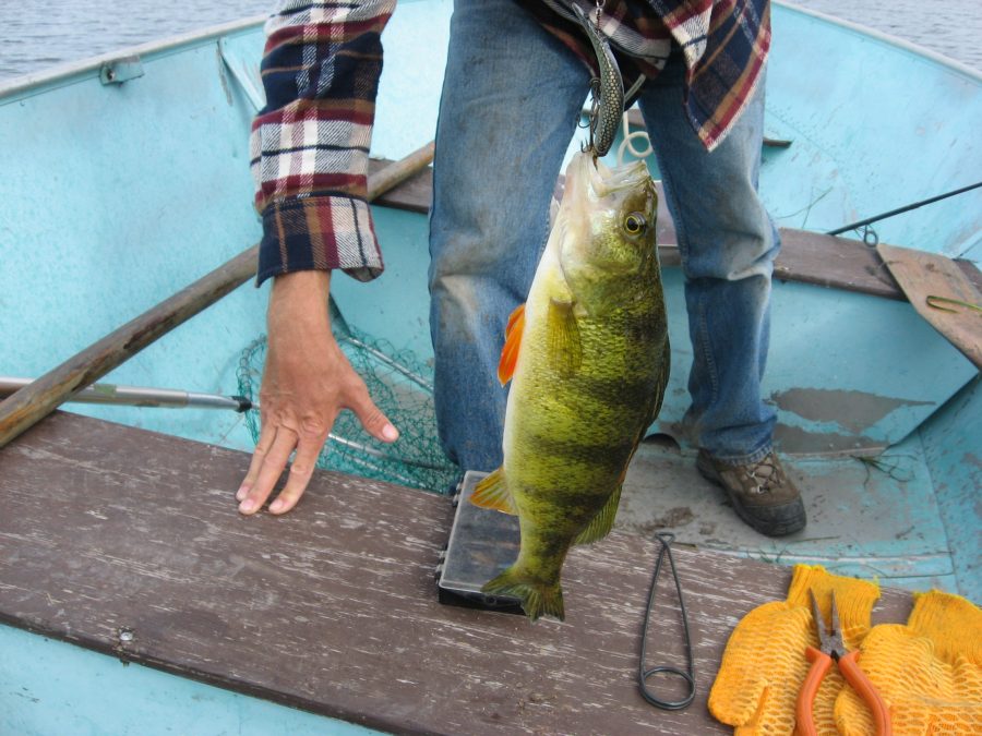 big jumbo perch