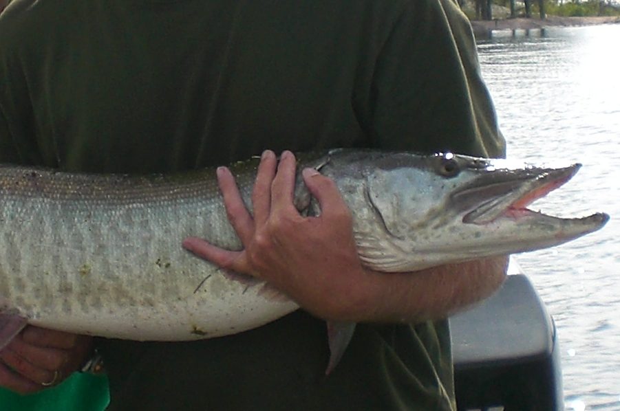 large muskie