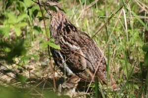 Ruffed Grouse at the Cottage