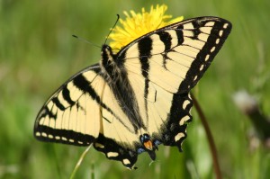 Tiger Swallowtail at the Cottage