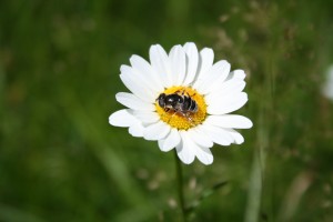 Bee on Shoreline Wildflower