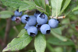 Wild Blueberries Near The Cottage