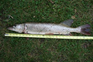 26 inch pike