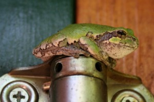 Grey Tree Frog on a Door Hinge