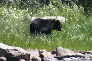Black Bear Looking For Food