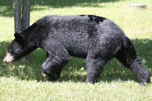 Black Bear at the Cottage