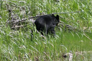 Black Bear On The Shoreline