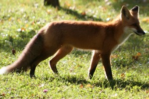 Red Fox at the Cabin