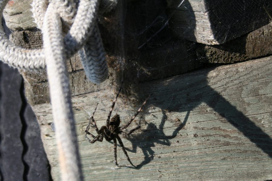 Maine has spiders that can hiss and jump
