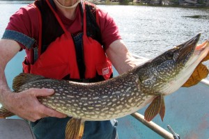 Big Pike caught on a REBEL Minnow