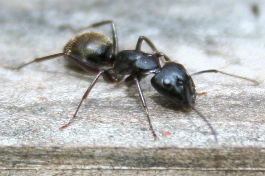 Carpenter Ant at Cottage
