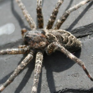 Large Mother Dock Spider