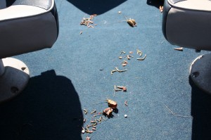 Crayfish Shells in Boat