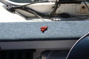 Mink Droppings in Boat