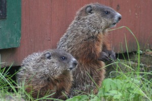 Young Groundhogs Under Shed