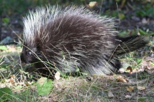 Porcupine