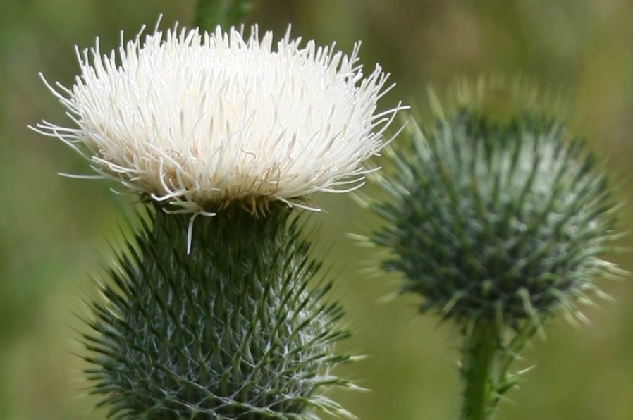Thistle In Bloom