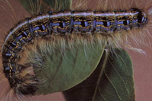 Eastern tent caterpillar