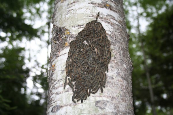 forest tent caterpillars on aspen tree