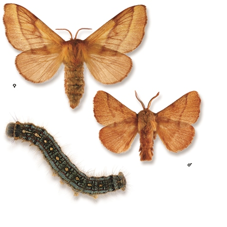 Forest Tent Caterpillar and moth - source: Natural Resources Canada