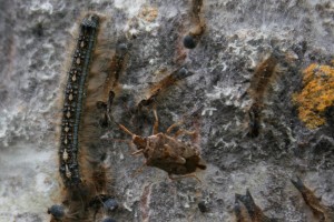 stinkbug kills forest tent caterpillar