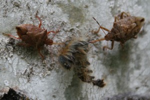 Stinkbugs feed on a forest tent caterpillar