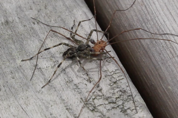 dock spider (fishing spider) attacks daddy-long-legs spider