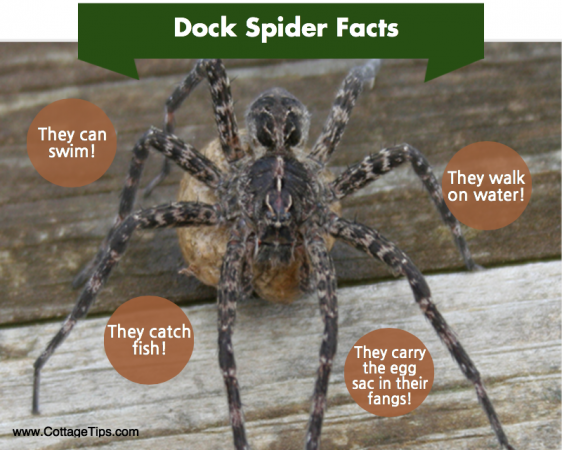 Infographic: Dock spider (fishing spider) facts