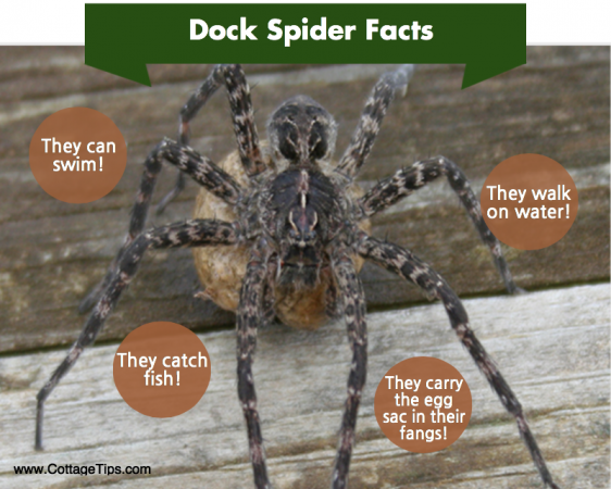 how to keep spiders away from boat dock - about dock