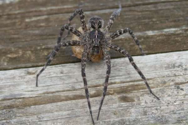 Facts About Dock Spiders Cottage Tips