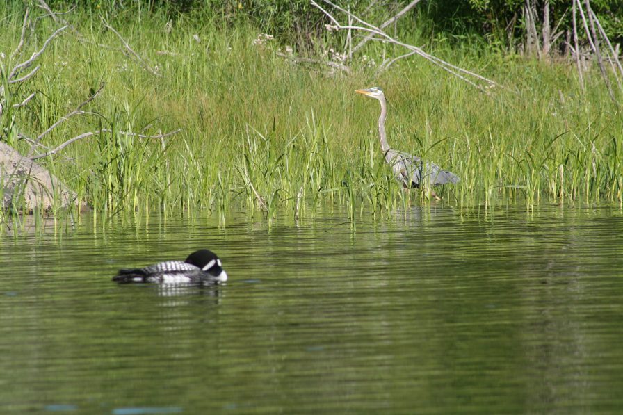 Heron and Loon