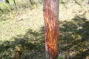 Jack pine tree bark stripped by bear.