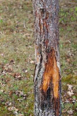 Black bear strips bark off a jack pine tree twice.