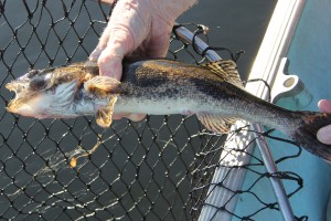 how to identify a sauger