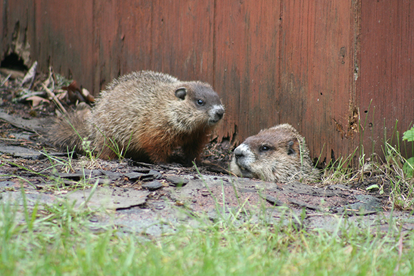 groundhog troubles at the cottage? cottage tips
