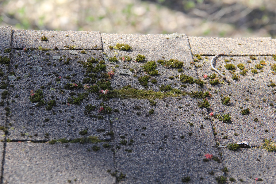 how to remove moss on roof