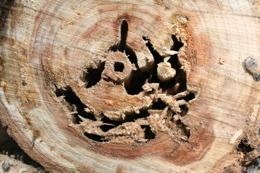 carpenter ants in tree