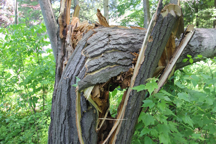 tree with rotten trunk