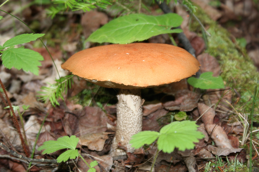 Wild Mushroom